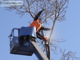 Tree Removal Services by a Team You Can Trust