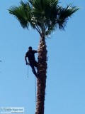 Lazaro Tree and Yard. Service