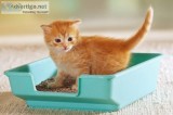 The Cat Butler litter box cleaning service
