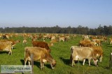 Jersey replacement Heifers and Pregnant Cows