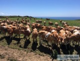 Guernsey Calves Heifers and Springers