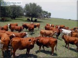 Pasture Raised Beefmaster Brahman and Charolais Cows