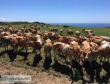 Guernsey Brown Swiss and Jersey Genetics