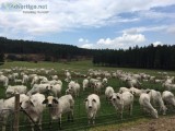 Brahman replacement Heifers Pregnant Cows and CowCalf Pair