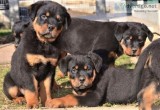 Akc German Rottweiler