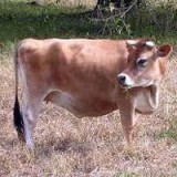 All breeds of farm animals cowsbuffaloheifers and bulls are avai