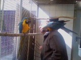 --Grand -Ma Blue and Gold parrot Babies-