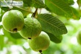 GUAVA PLANT