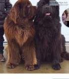 Newfoundland pups