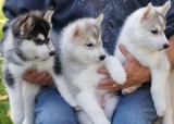 Playful and adorable siberian huskies