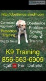 Your dog train to respond to you
