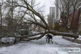 Professional Tree Removal Service