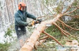 Is Winter a Good Time for Tree Care