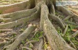 The Correct Way to Care for Tree Roots