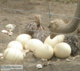 Ostrich , emu chicks and fertile eggs for sale