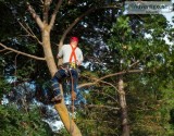 Tree Permit and Tree Removal Specialists