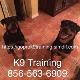 Dog obedience board training