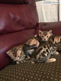 Bengal Kittens