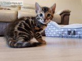 Outstanding Silver Rosetted Bengal Girl On Active