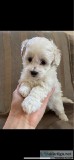 Adorable Maltipoo Puppy