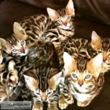 Champion Lines Tica Bengal Kittens