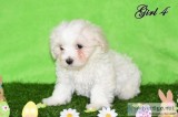 Cute AKC Maltipoo Puppies