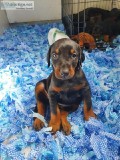 Beautiful Doberman Pinscher Pups