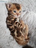 Pedigree Male Bengal Kittens