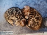 Beautiful And Sweet Bengal Kittens Ben 24