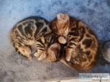 Stunning Bengal Kittens