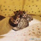 Bengal Kitten Reserved