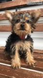 Beautiful Yorkie Puppies Ready Now Financing available