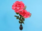 RED COLOR CHANGING SOLAR FLOWER LIGHTS GARDEN STAKE By SOLARMYPL