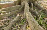 The Proper Way For Caring For Tree Roots