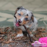 Fantastic welshly corgi pembroke puppies