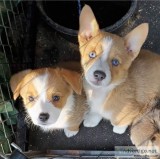 Kbs well known corgi puppies purebred