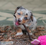 Two corgi puppies needs a new family