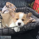 Wonderful bred welsh corgi puppies