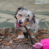 Lovely home raised pembroke welsh corgi