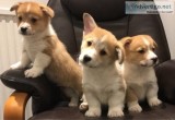 Hgar pembroke welsh corgi puppies