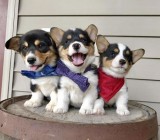 Two top class corgi puppies available