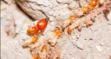 Termite Inspection Services  Qpms.com.au