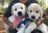 Good Quality Golden Retriever Puppies For You