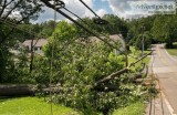 Why Trees Near Power Lines Must Be Trimmed