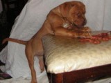 One Dogue De Bordeaux Female Puppies