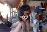 Awesome Rottweiler Puppies for Adoption