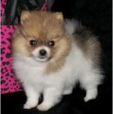 Purebred Pomeranian Puppies