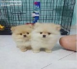 Their Dad is a Pomeranian. Mom is Pomeranian.