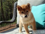 House Raised Shiba Inu Puppies.