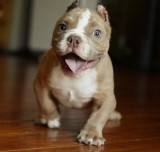 Male and female PitBull Terrier Puppies